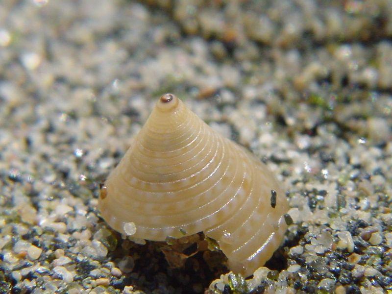 Iconografia calliostoma laugieri